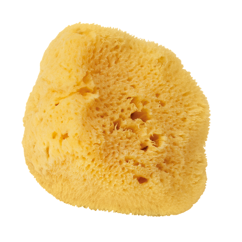 Zeesponsen